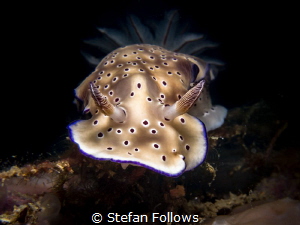 The Seeker ... Nudibranch - Hypselodoris tryoni. Ang Thon... by Stefan Follows 